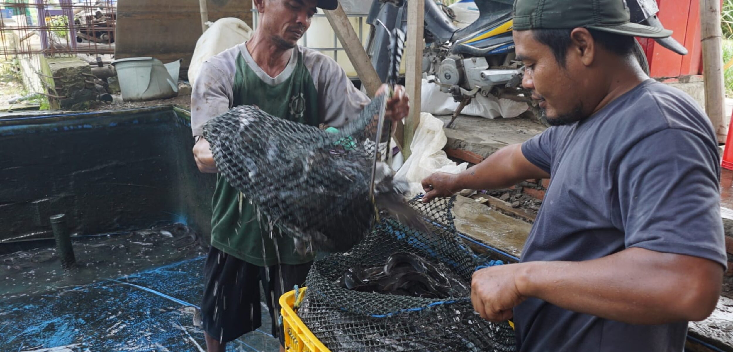 Suasana panen lele milik Ponpes Abdul Hadi Ngudirejo, Jombang. (Karimatul Maslahah/Kabarterdepan.com)