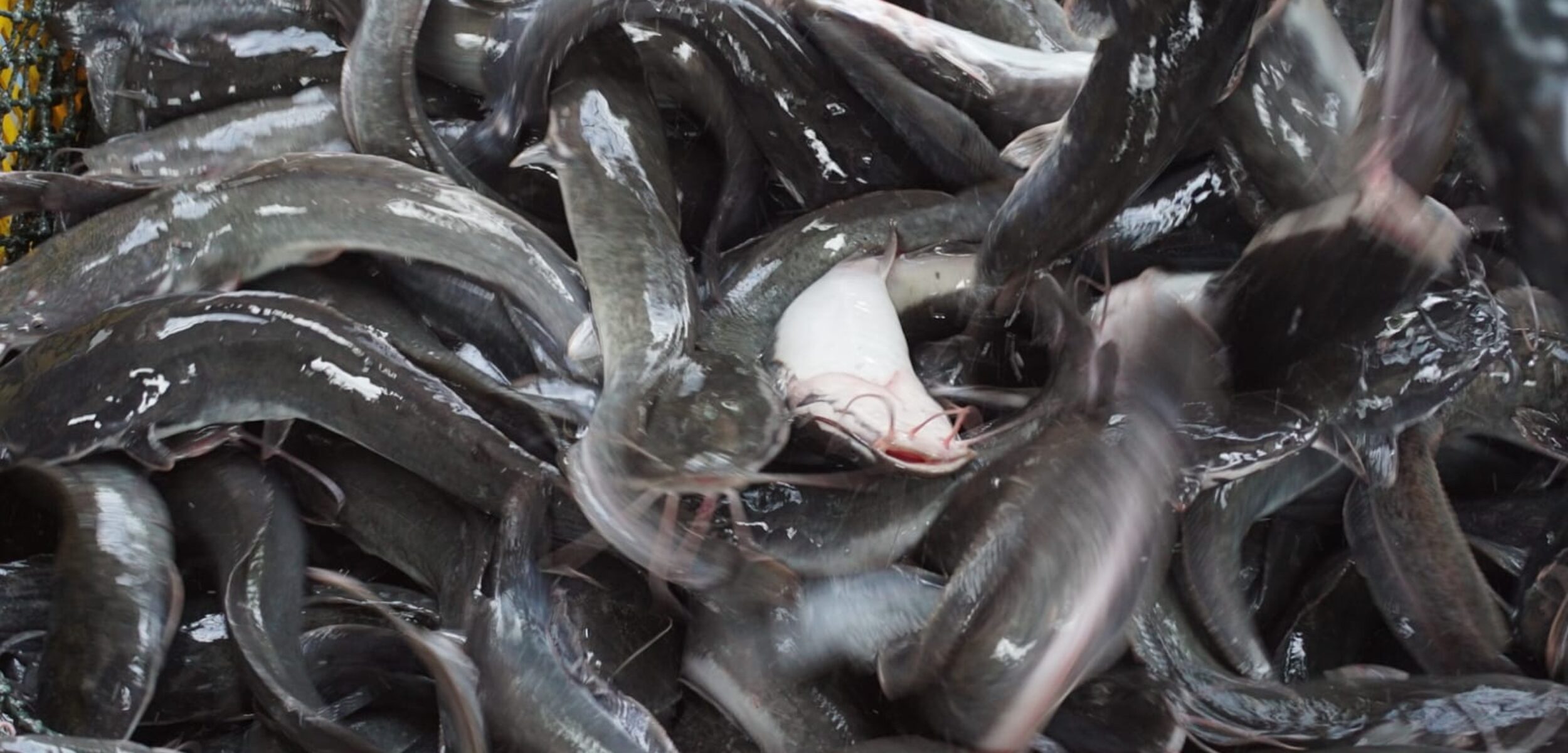 WhatsApp Image 2025 11 14 at 9.30.22 AM