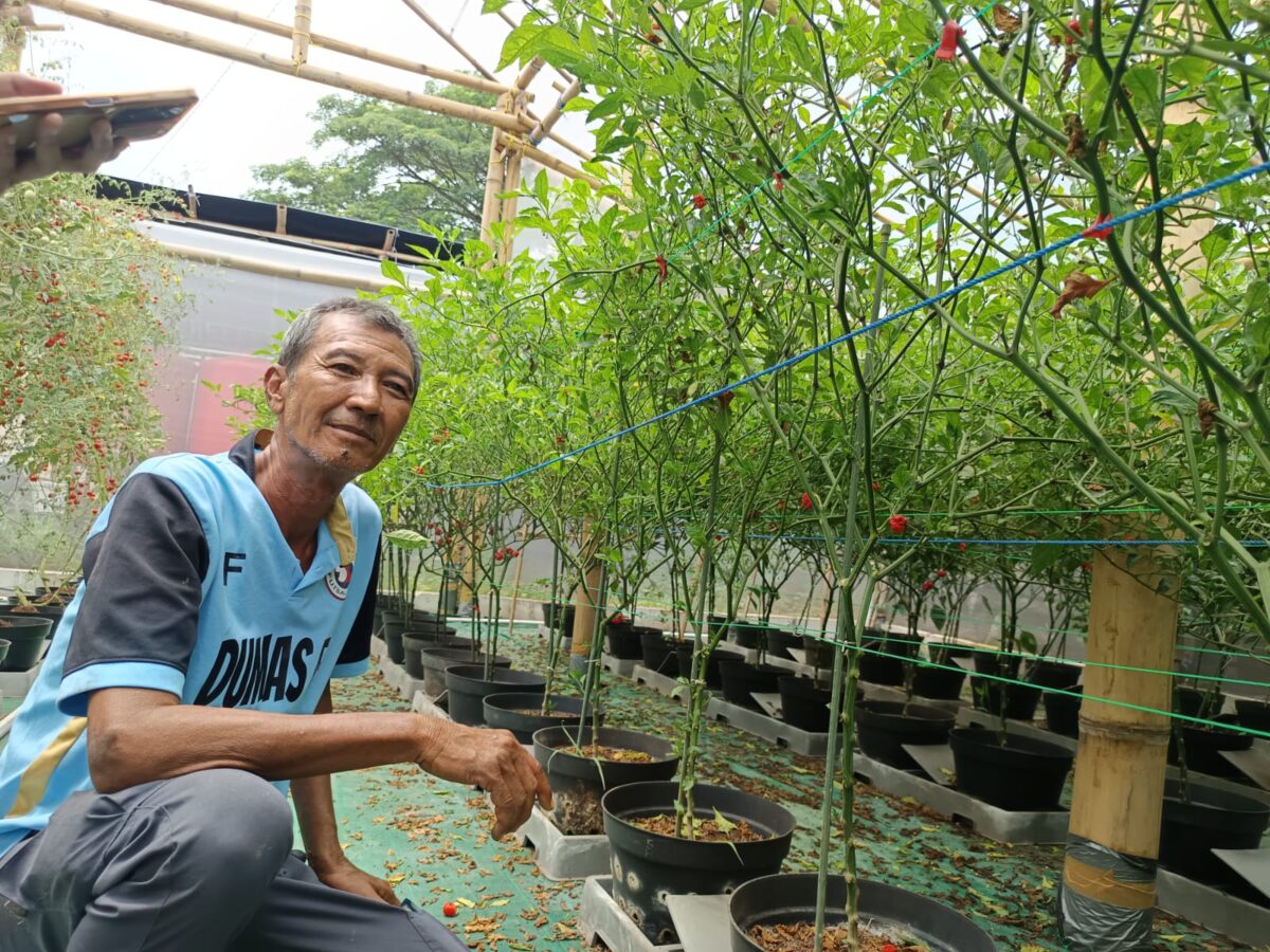 Yani, petani cabe Caroline Reaper Asal Kabupaten Mojokerto. (Innka/Kabarterdepan.com)