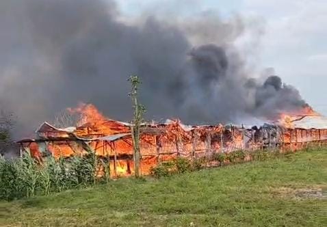 Kondisi kandang ayam di Jombang saat terbakar. (Karimatul Maslahah/Kabarterdepan.com)