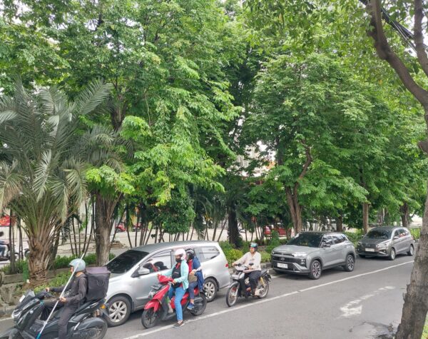 Pemkot Surabaya Gandeng Perguruan Tinggi Deteksi Pohon Rawan Tumbang