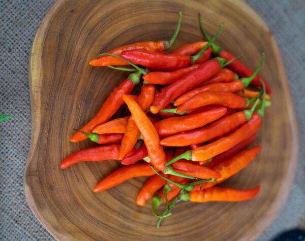 Cara Merawat Cabe Rawit di Pot Maupun Lahan Terbuka Agar Berbuah Lebat