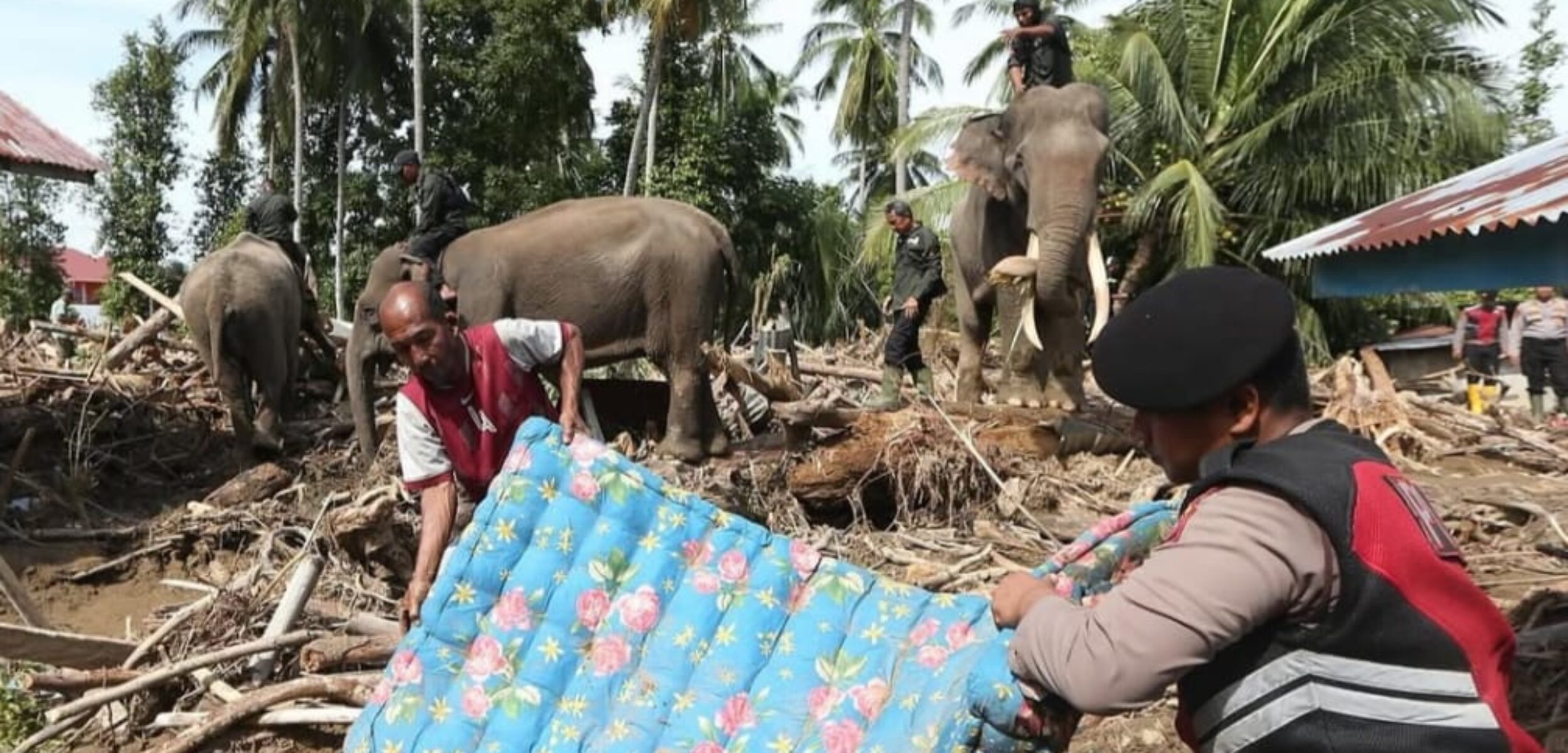 Gajah terlatih di Aceh bantu bersihkan puing banjir. (TikTok DhyonLee_Story)