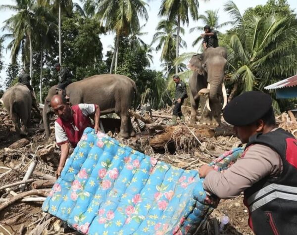 4 Ekor Gajah Terlatih Bantu Bersihkan Puing Banjir di Aceh