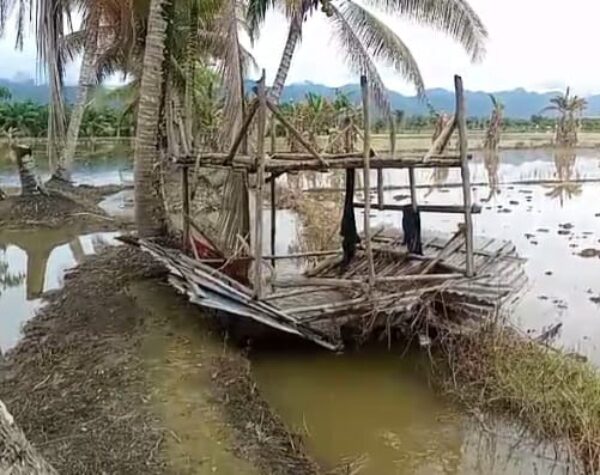 Petani Terdampak Banjir di Madina Berharap Pemerintah Segera Salurkan Bantuan