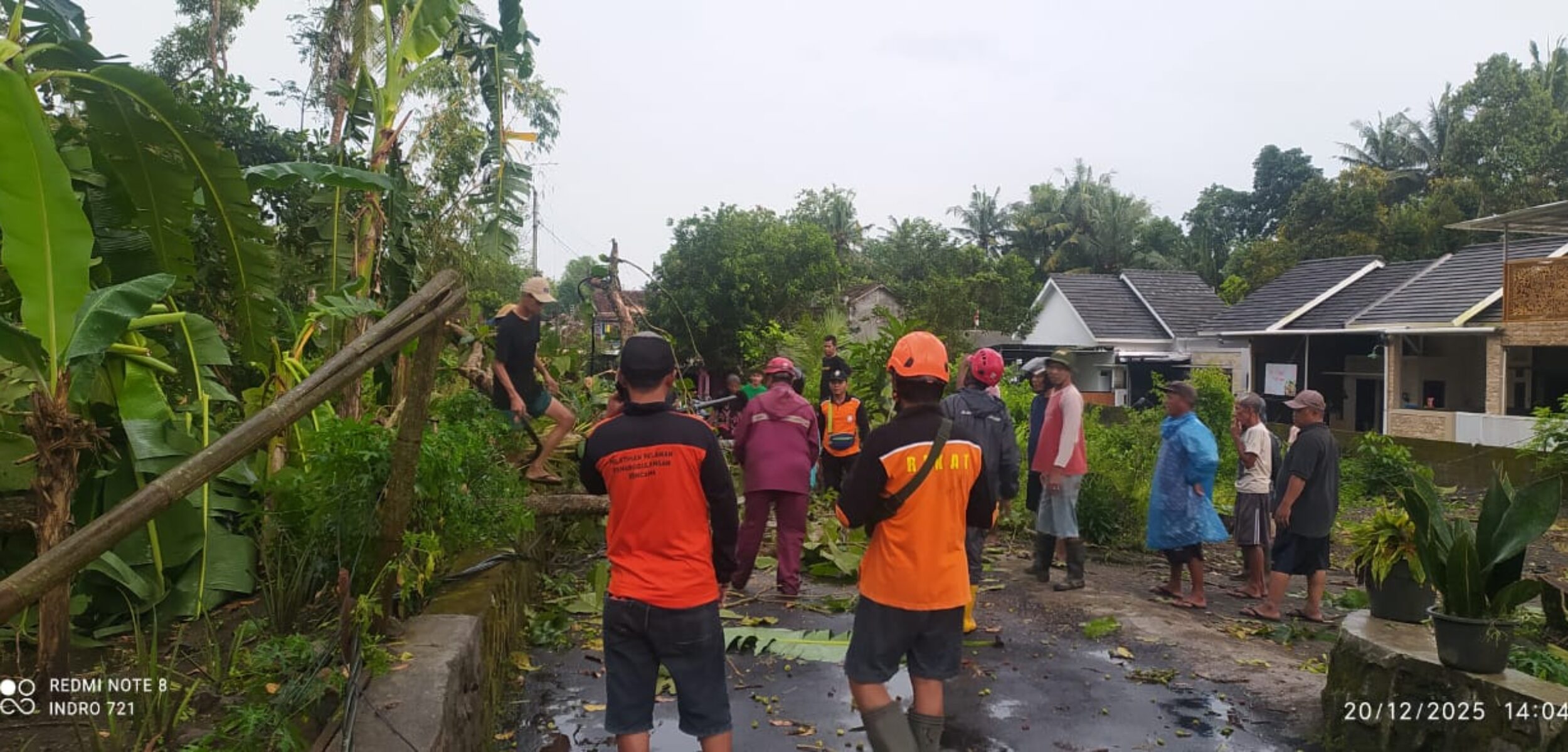 IMG 20251220 WA0206 1 Sejumlah pohon tumbang di Sleman terkena dampak hujan lebat dan angin kencang pada Sabtu siang (20/12/2025). (BPBD Sleman for kabarterdepan.com)