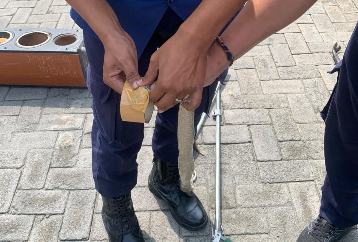 WhatsApp Image 2025 12 01 at 3.13.00 PM 1 Ular Koros