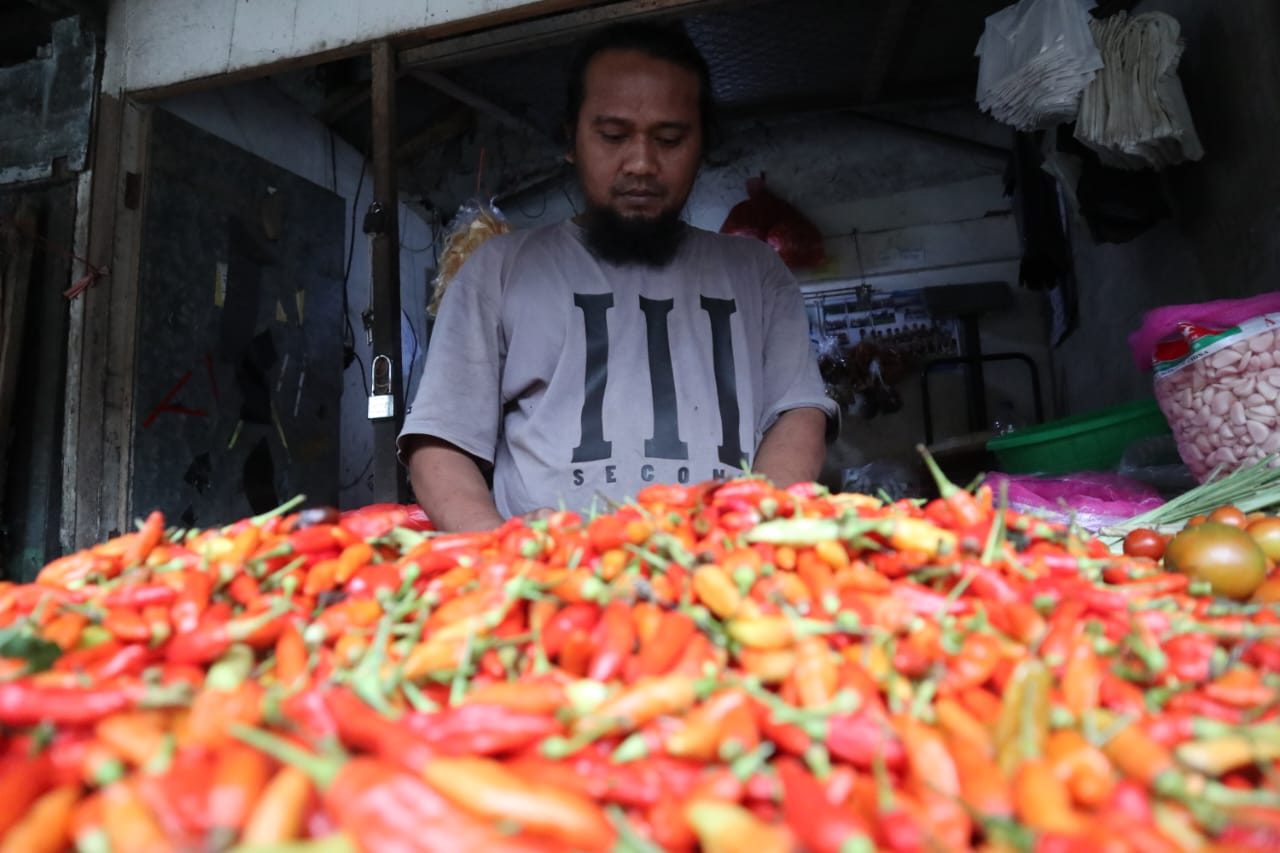 harga cabai