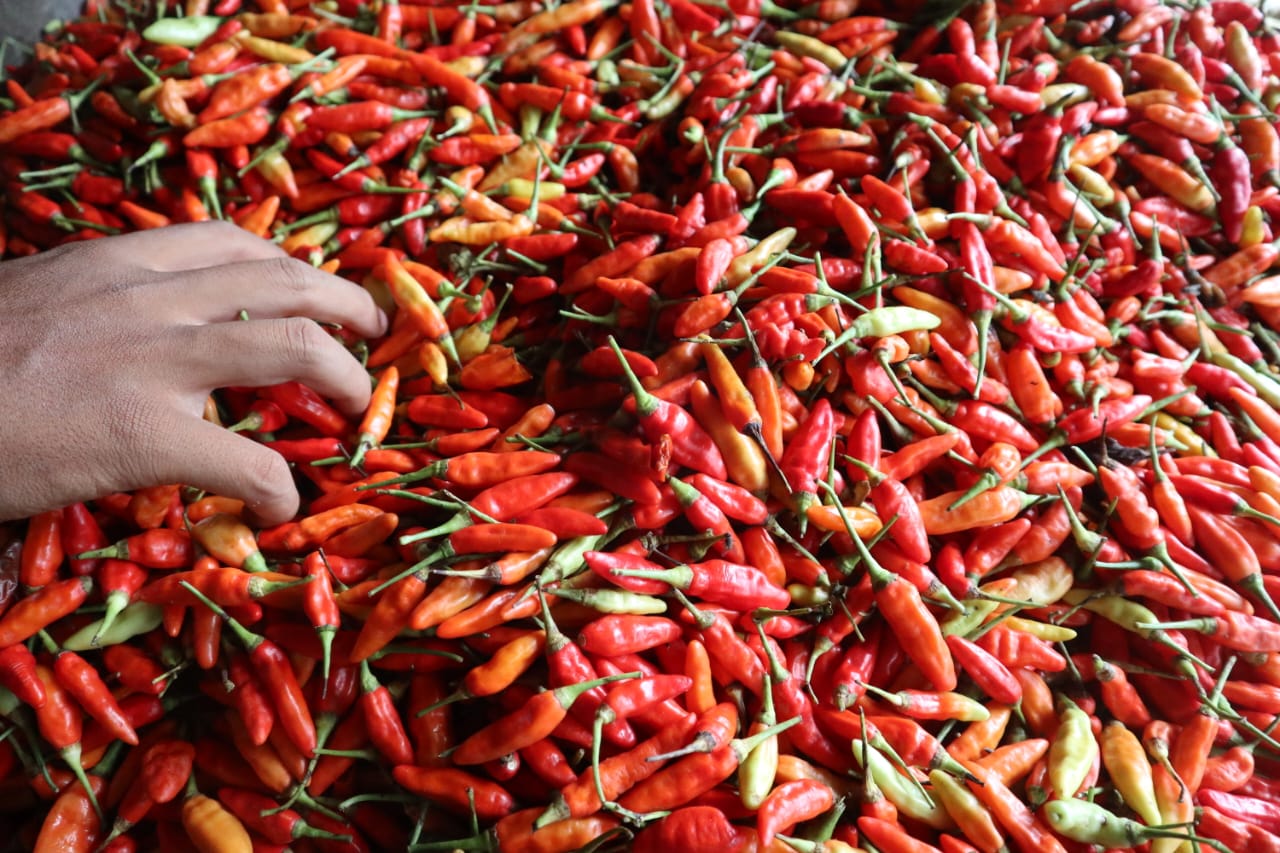 WhatsApp Image 2025 12 09 at 11.00.03 AM