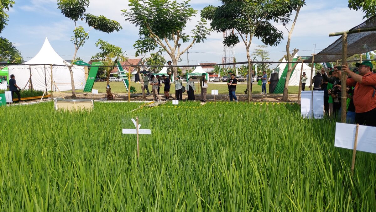 20250826 101113 1 padi