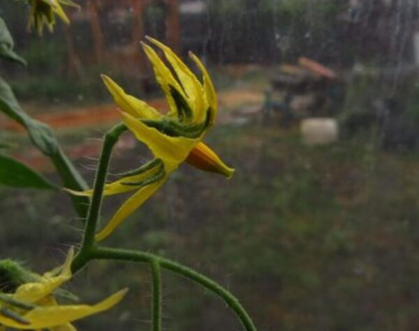 Cuaca Kota Blitar Besok 14 Januari 2026: Hujan hingga Lusa