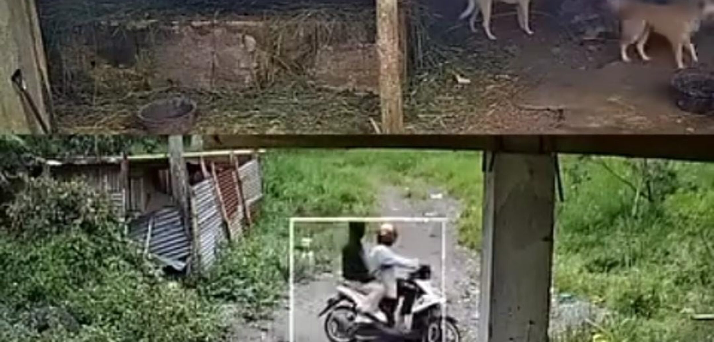 Potongan gambar video pencurian anjing di Cangkringan, Sleman, DIY, Senin (5/1/2026). (Instagram/merapi_uncover)