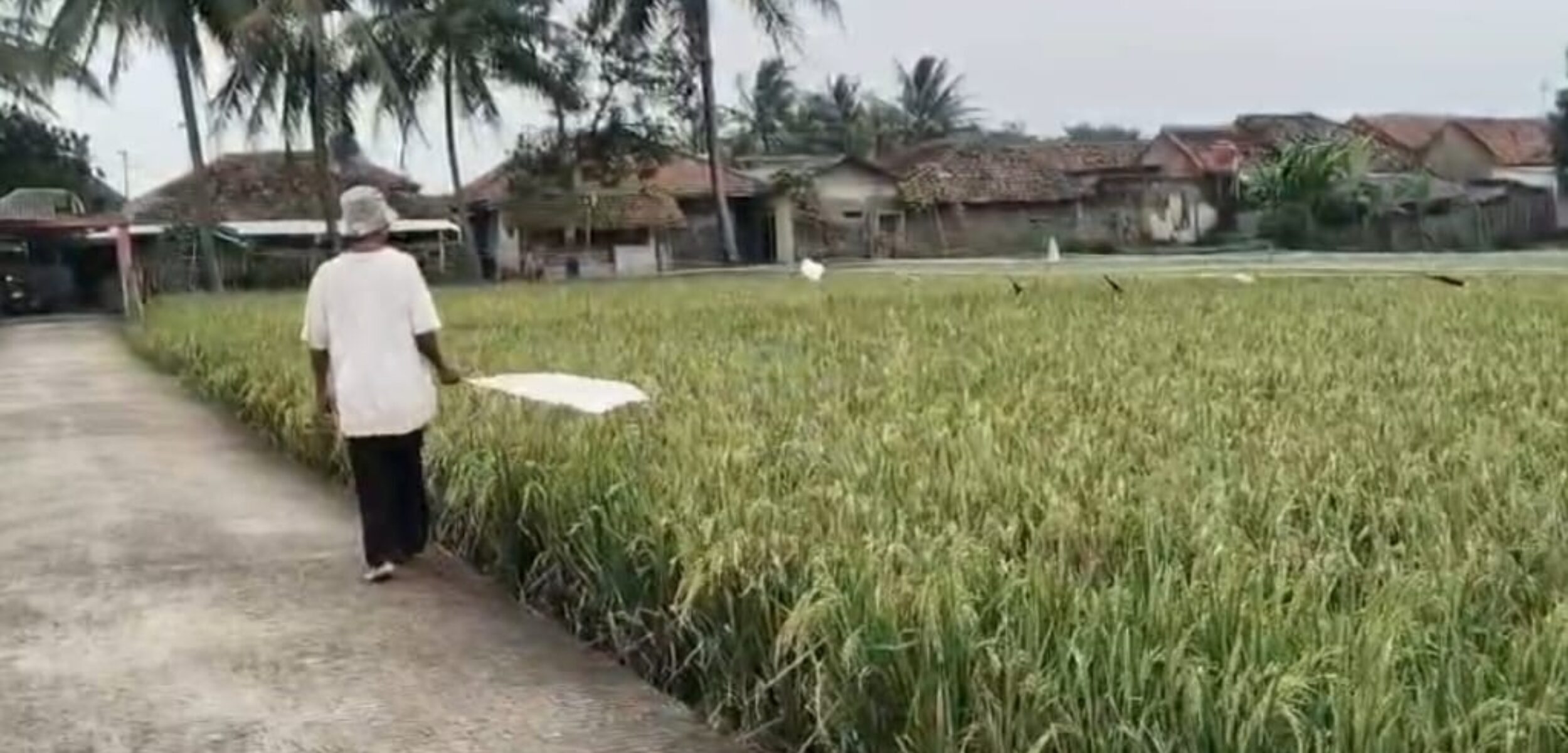 Petani Cianjur terancam gagal panen. (Hasan/kabarterdepan.com)