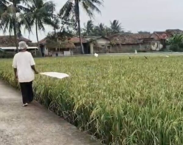Sekitar 120 Hektare Sawah di Cianjur Diserbu Burung Pipit, Petani Terancam Gagal Panen