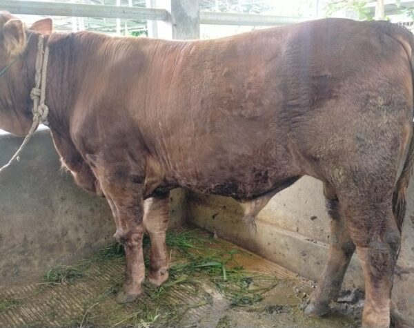 Lonjakan Harga Sapi Hidup Jelang Ramadan Picu Mogok Pedagang Daging di Cianjur