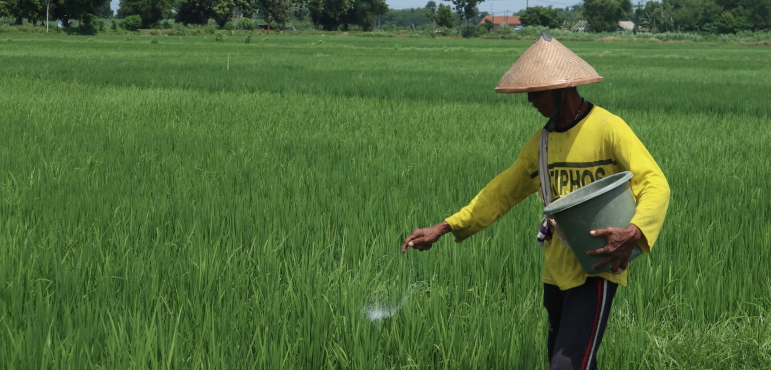 Imbas Efisiensi Anggaran, Ribuan Petani Jombang Tak Lagi Tercover Asuransi