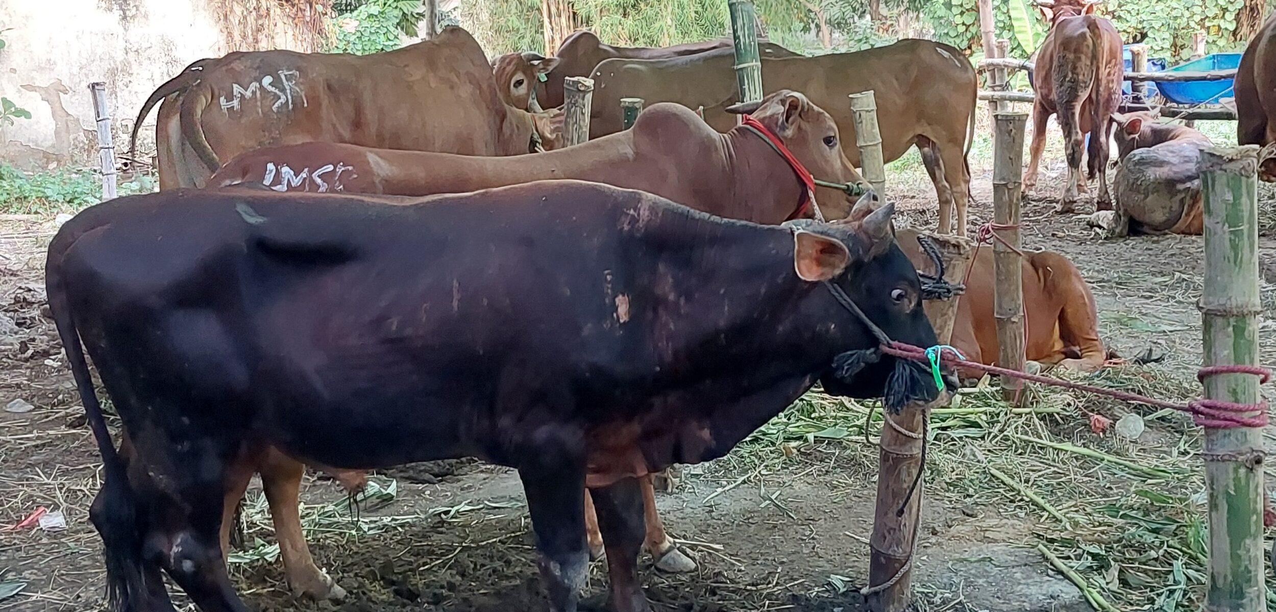 Vaksin PMK Dipercepat, Jawa Timur Terima 1,51 Juta Dosis Tahun 2026