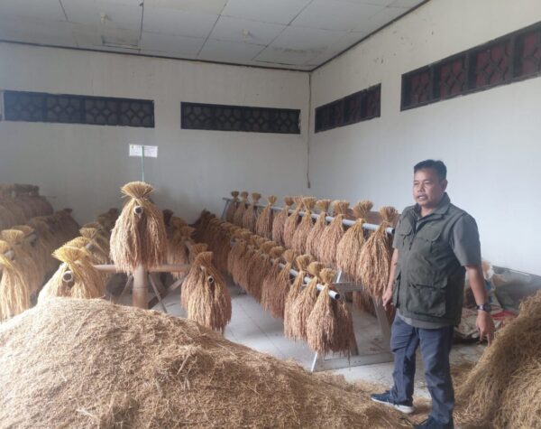 Langkah Strategis Pemkab Cianjur Jaga Kelestarian Padi Pandanwangi