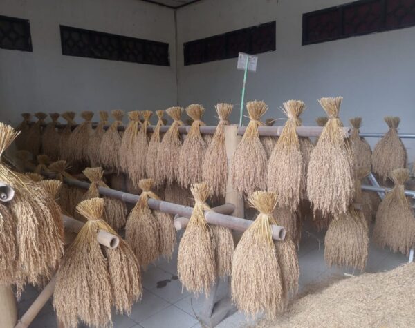 Langkah Strategis Pemkab Cianjur Jaga Kelestarian Padi Pandanwangi