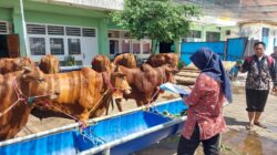 Stok Aman Jelang Lebaran, RPH Surabaya Imbau Warga Tak Panic Buying Daging Sapi