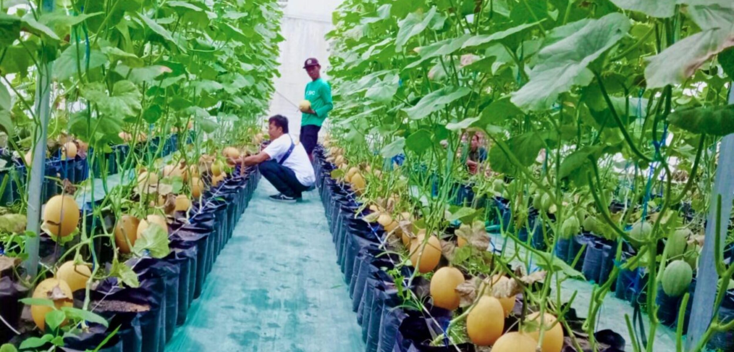IMG 20260227 WA0251 1 Petani Melon di Sragen akui cuaca ekstrem dengan intensitas hujan tinggi dan kurangnya sinar matahari berpengaruh terhadap perkembangan buah melon (masrikin/kabarterdepan.com)
