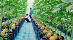 Geliat Petani Melon Milenial Sragen Bertahan di Tengah Cuaca Ekstrem