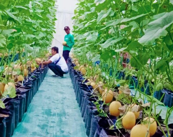 Geliat Petani Melon Milenial Sragen Bertahan di Tengah Cuaca Ekstrem