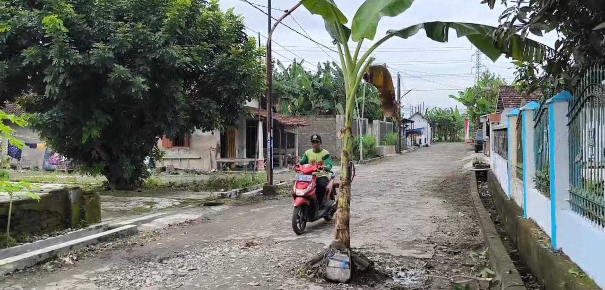 Jalan Rusak 10 Tahun, Warga Sawiji Jombang Tanam Pisang di Tengah Jalan