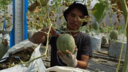 Manis dan Renyah, Intip Rahasia Melon Green House Jombang yang Jadi Buruan Pelanggan