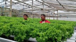 Siap Panen, Petani Sragen Masih Sulit Masuk Rantai Pasok SPPG