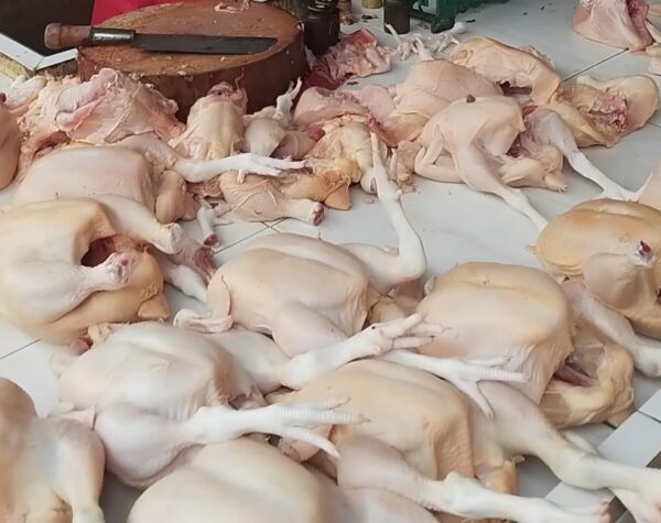 WhatsApp Image 2026 02 27 at 11.12.11 1 MBG Mempengaruhi Kenaikan Ayam
