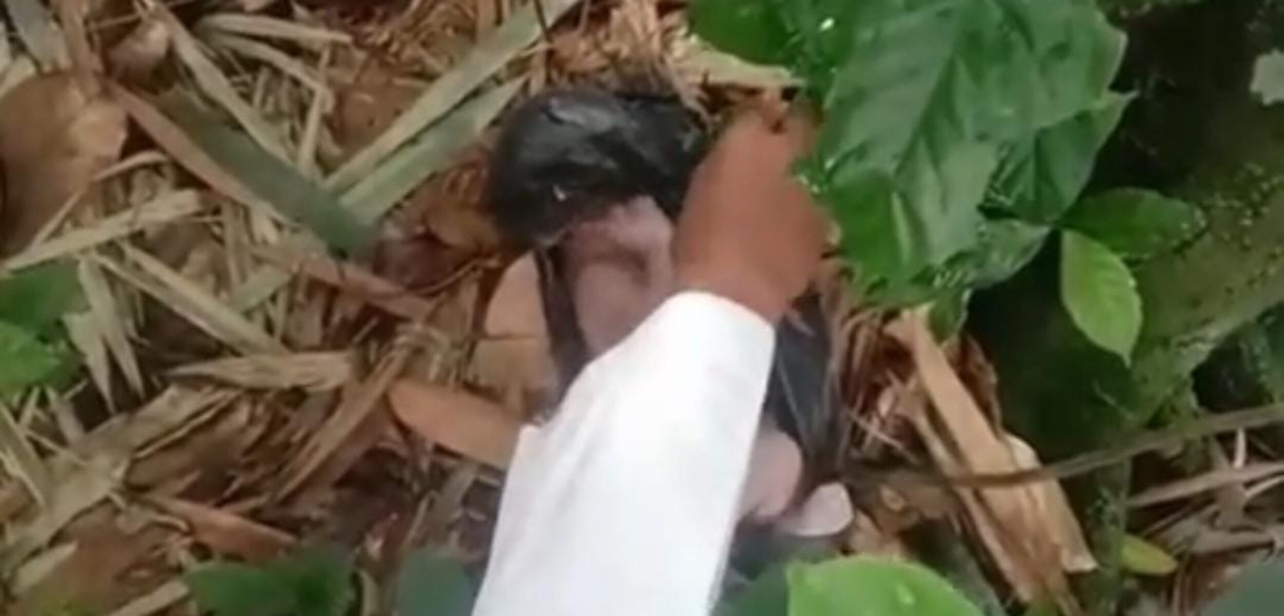 IMG 20260302 WA0199 1 Penemuan bayi di Sukabumi yang kini diselidiki polisi. (Idris/kabarterdepan.com)