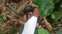 ‎Warga Kampung Kompa Parugkuda Sukabumi Digegerkan Penemuan Bayi di Kebun, Ari-ari Masih Nempel