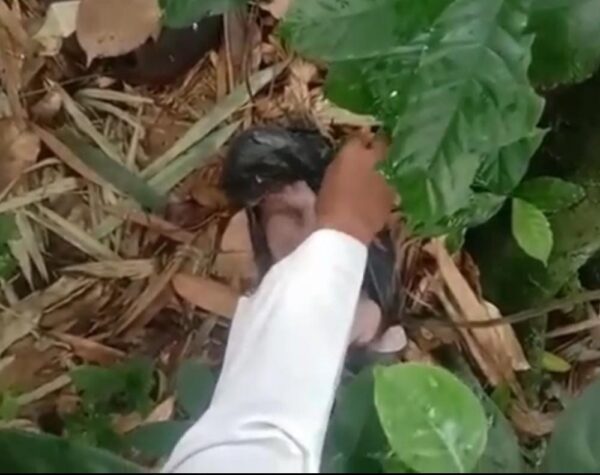 ‎Warga Kampung Kompa Parugkuda Sukabumi Digegerkan Penemuan Bayi di Kebun, Ari-ari Masih Nempel
